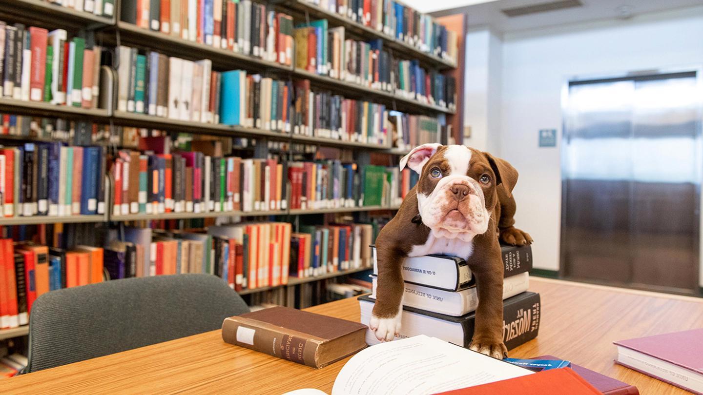 Media masthead - George bulldog on library books